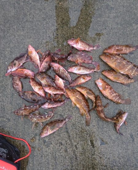 ﾛｯｸﾌｨｯｼｭ