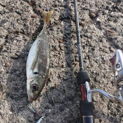 タチウオ後、青物のはずが