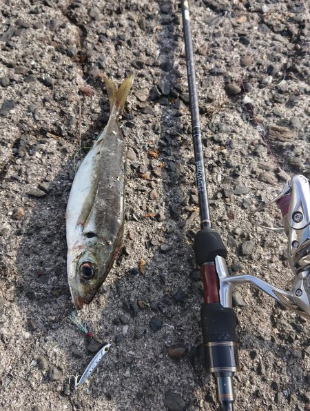 タチウオ後、青物のはずが