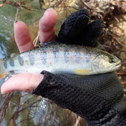 増水後を狙って