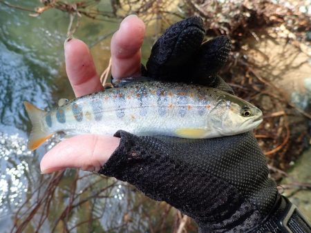 増水後を狙って