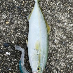 モンスター夜釣り