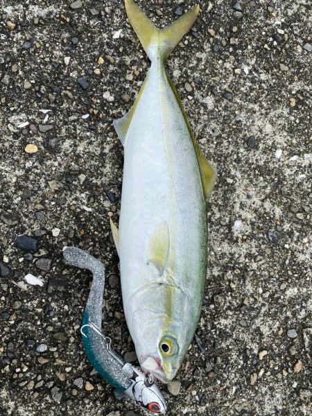 モンスター夜釣り