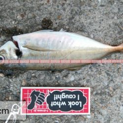 今日はアジを食す為にアジング