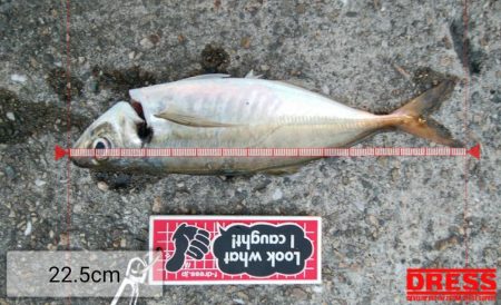 今日はアジを食す為にアジング