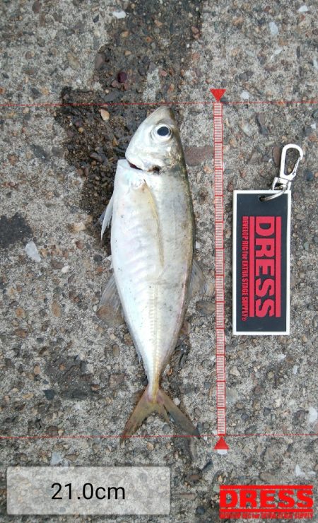 連休2日目も3目達成