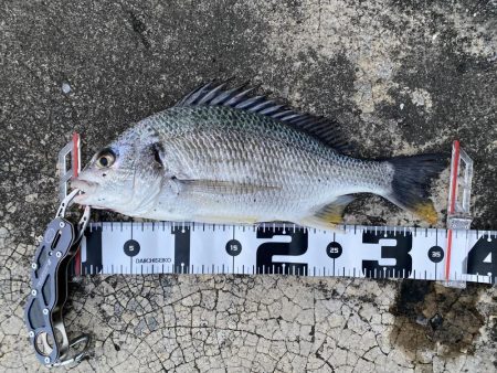 チニングでついに！