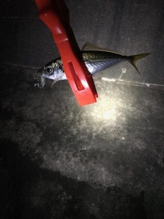 福井アジングとあいてる海水浴場でバーベキュ…