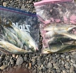 夏イカエギングでアオリイカとショアジギングでツバス・シオ大漁