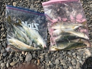 夏イカエギングでアオリイカとショアジギングでツバス・シオ大漁