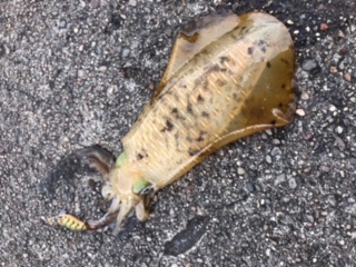 和歌山中紀夏イカエギングでアオリイカ