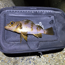 二見梅雨メバリング(2020-11）