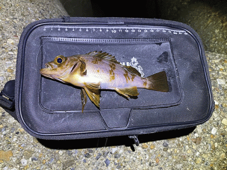 二見梅雨メバリング(2020-11）