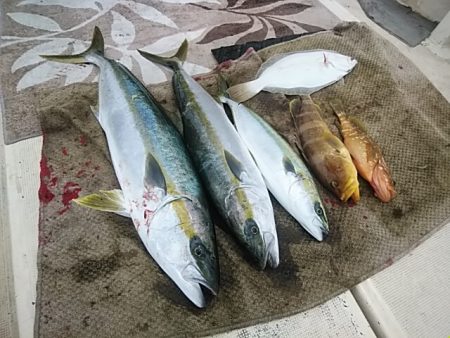 大物釣果速報！●光義丸：平戸市早福港