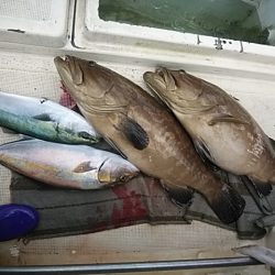 大物釣果速報！●光義丸：平戸市早福港