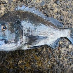 トップシーバス&トップチヌ炸裂！！