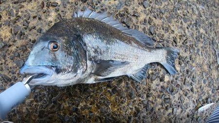 トップシーバス&トップチヌ炸裂！！…