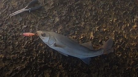 朝マズメ、トップシーバス！！出勤前に２発出…