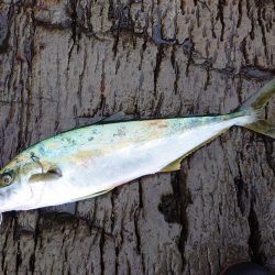 狙いの魚は連れましたがサイズが