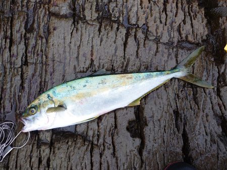 狙いの魚は連れましたがサイズが