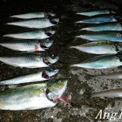 サビキで良型アジ2桁！