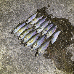 瀬戸内の島アジング（2020-11)