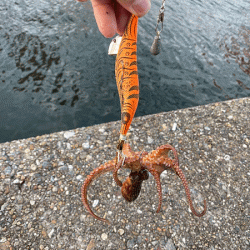 二見タコ（2020-1）