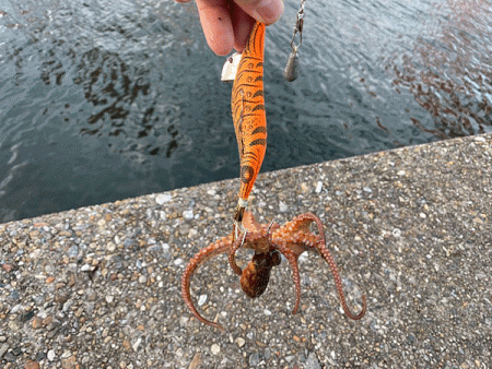 二見タコ（2020-1）