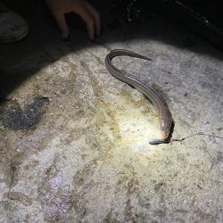 アナゴ釣れました。
