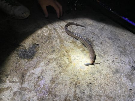 アナゴ釣れました。