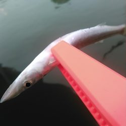 浜名湖 アジング