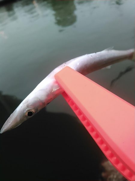 浜名湖 アジング