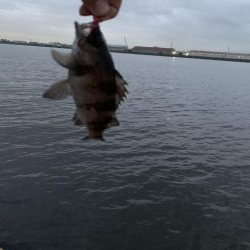 雨上がりのアジング