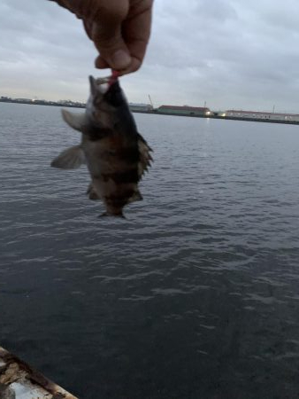 雨上がりのアジング