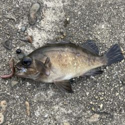 高砂港前打ち五目カサゴメバル