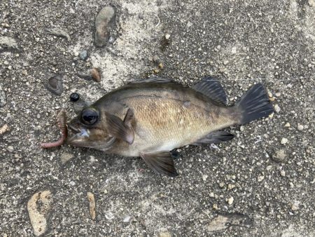 高砂港前打ち五目カサゴメバル