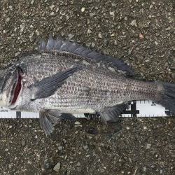 イチノ兄弟、釣果!