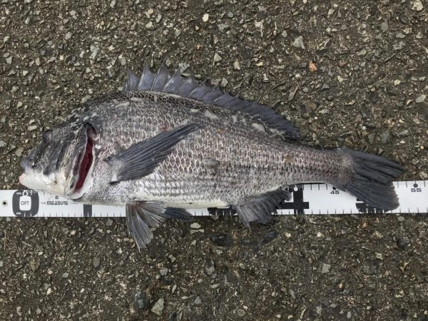 イチノ兄弟、釣果!