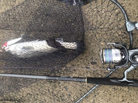 おNewタックル鱗付け