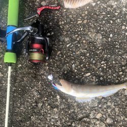 マイクロショアジギングでカツオ?