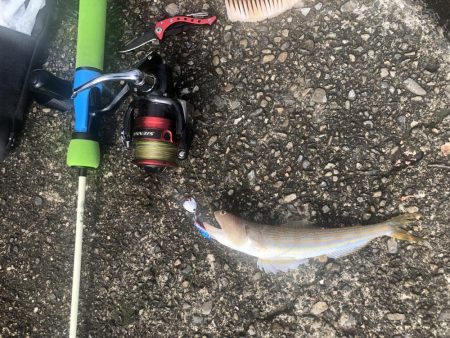 マイクロショアジギングでカツオ?