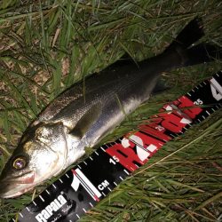 円山川シーバス