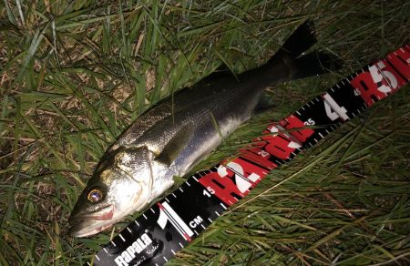 円山川シーバス