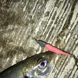 7月29日本命ボウズ