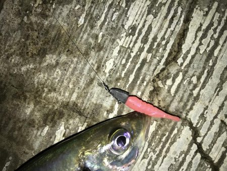 7月29日本命ボウズ