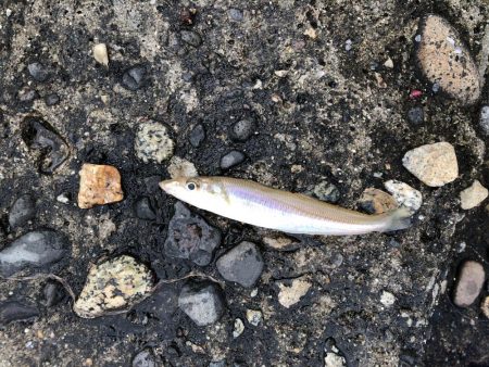 シーバス狙いで7目！？