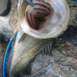 起死回生のシーバス 〜西宮浜