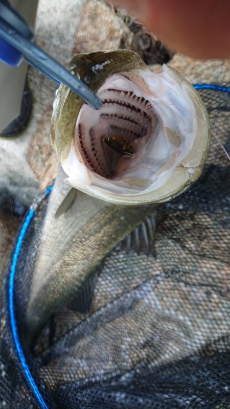 起死回生のシーバス 〜西宮浜