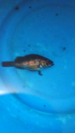 みんなで楽しく釣り