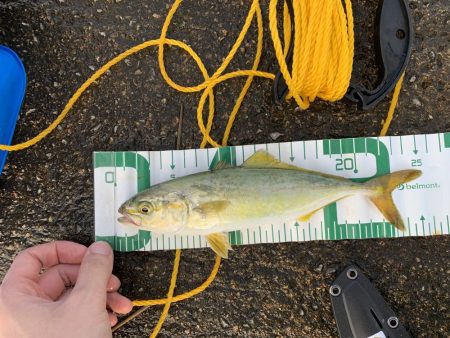 今シーズン初青物